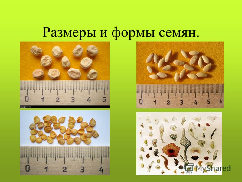 Форма семена размер Форма семена размер