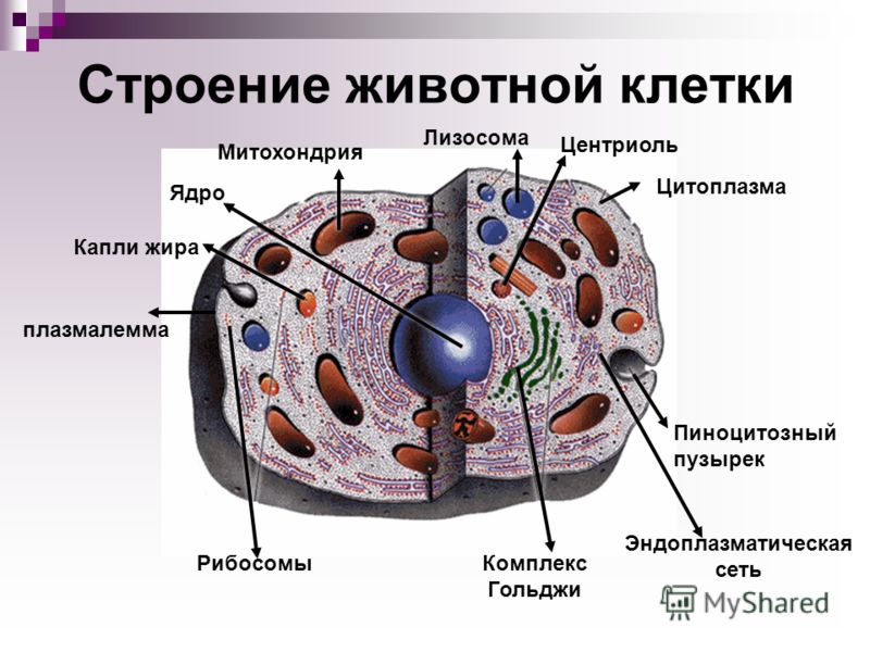 Пирог простой рецепт Пирог простой рецепт