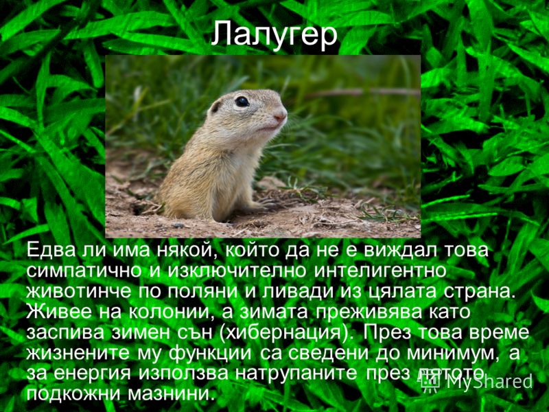 Според българското законодателство, прилепите са защитени видове (включени в Закона за биологичното разнообразие). Това означава,че са забранени убиването, нараняването, безпокойството, улавянето или препарирането на прилепи.