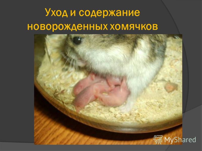 Как можно сделать пломбу в домашних Как можно сделать пломбу в домашних