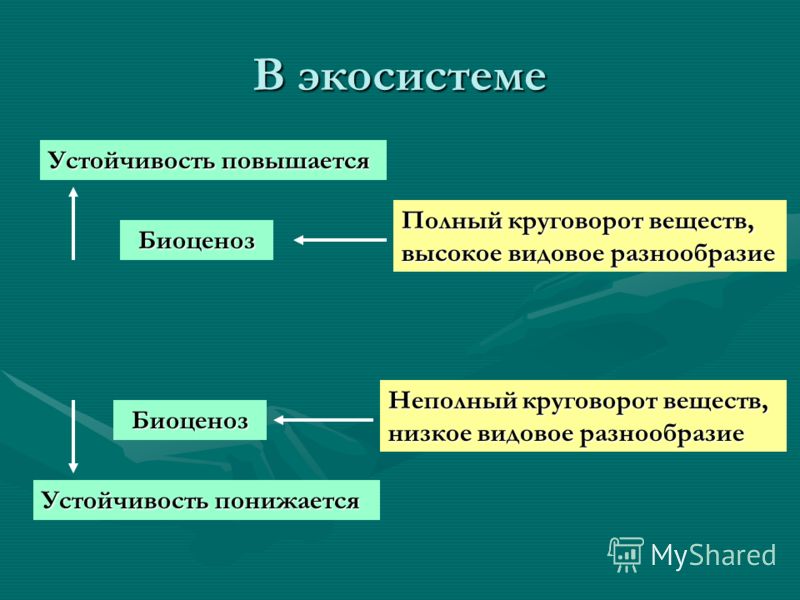 Презентация 11 класс биология устойчивость и динамика экосистем