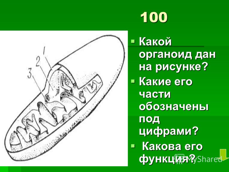 Изображённый на рисунке органоид Изображённый на рисунке органоид
