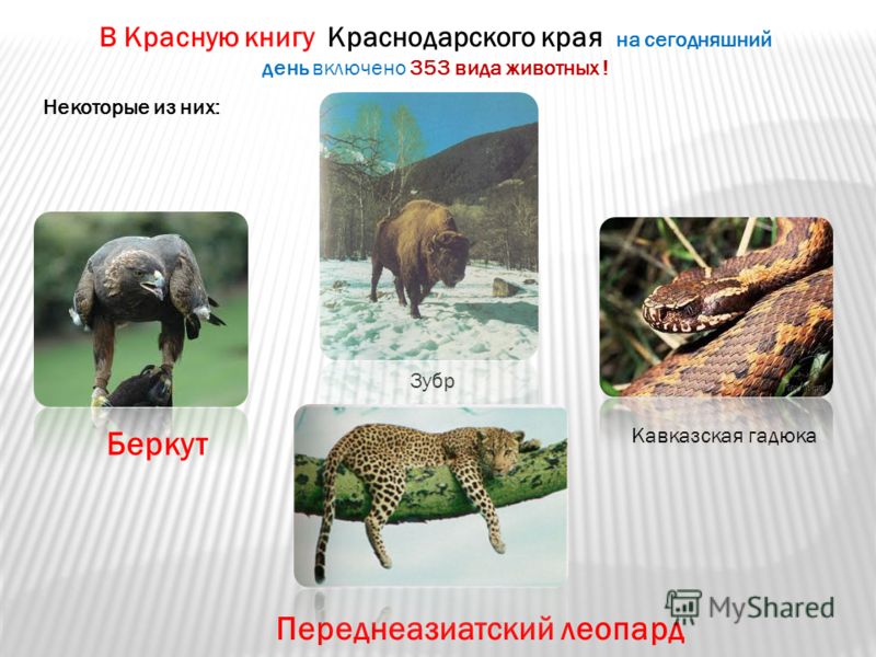 Красная книга краснодарского края животные скачать бесплатно