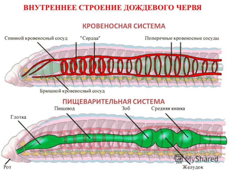 Дождевой червь рисунок с подписями Дождевой червь рисунок с подписями