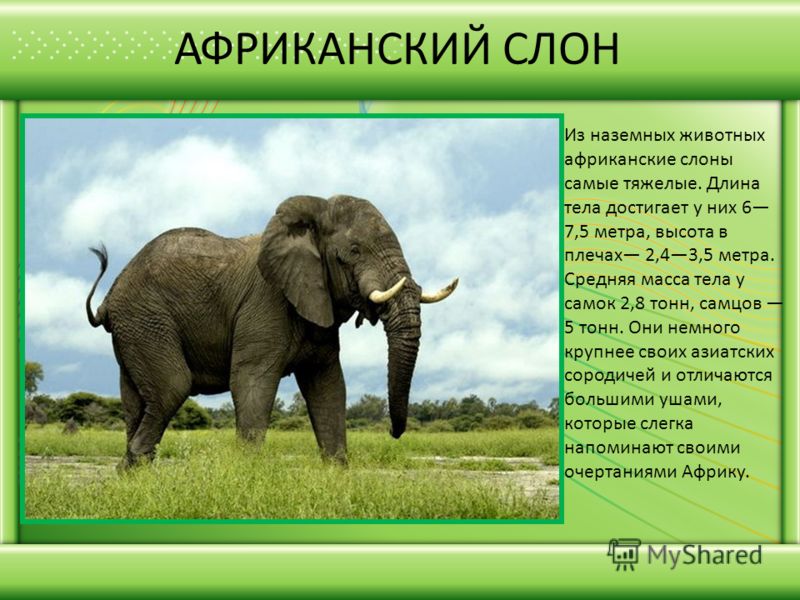 АФРИКАНСКИЙ СЛОН Из наземных животных африканские слоны самые тяжелые. Длина тела достигает у них 6 7,5 метра, высота в плечах 2,43,5 метра. Средняя масса тела у самок 2,8 тонн, самцов 5 тонн. Они немного крупнее своих азиатских сородичей и отличаютс