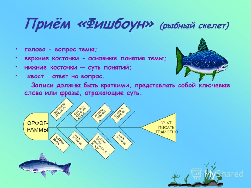 Схема фишбоун или рыбий скелет Схема фишбоун или рыбий скелет
