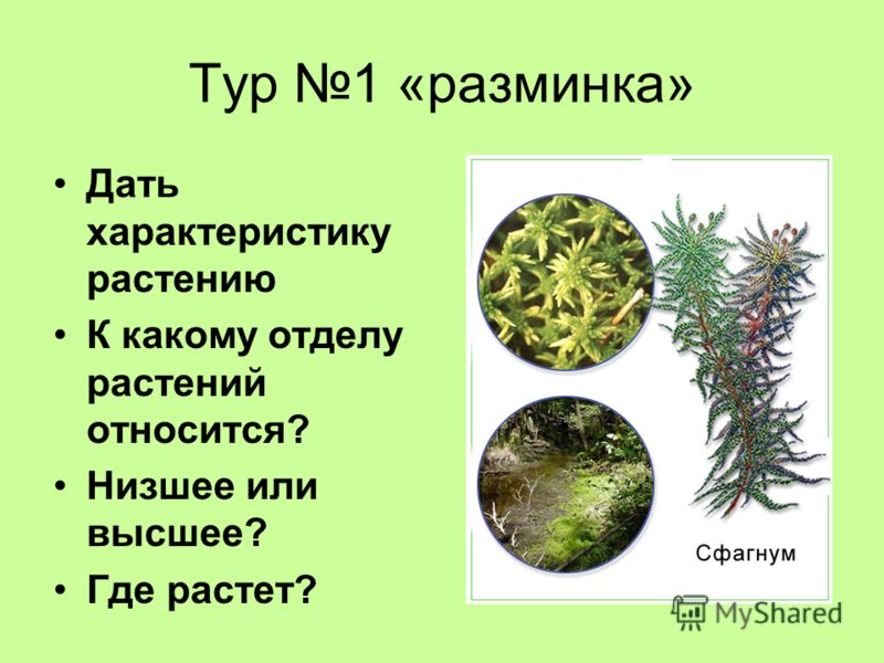 Тур 1 «разминка» Дать характеристику растению К какому отделу растений относится? Низшее или высшее? Где растет?