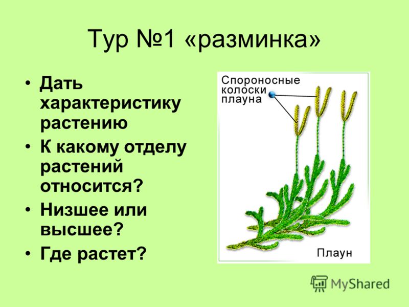 Тур 1 «разминка» Дать характеристику растению К какому отделу растений относится? Низшее или высшее? Где растет?