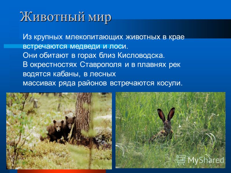 Mir Mir