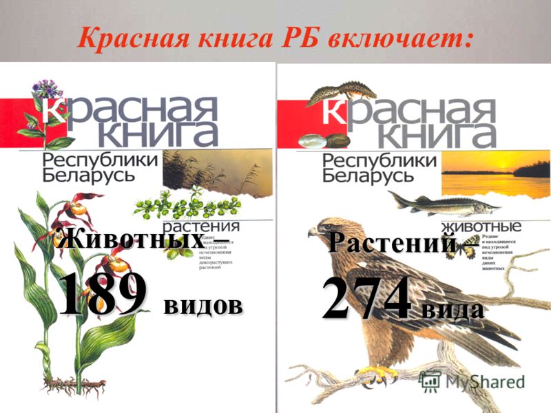 Красную скачать книгу республики беларусь