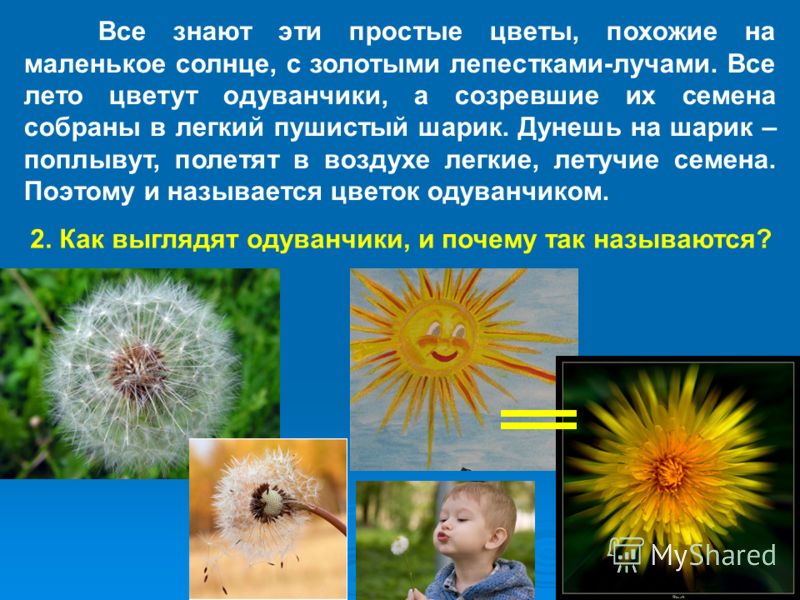 Цветок солнца текст Цветок солнца текст