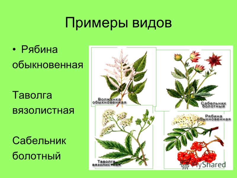 Виды Цветковых Растений Названия И Фото