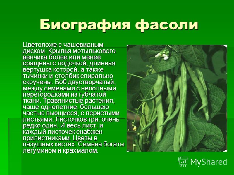 Фасоль проект 3 класс Фасоль проект 6 класс