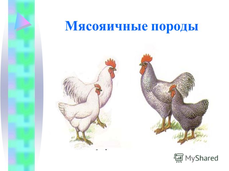 Утиные яйца в инкубаторе в домашних условиях Утиные яйца в инкубаторе в домашних условиях