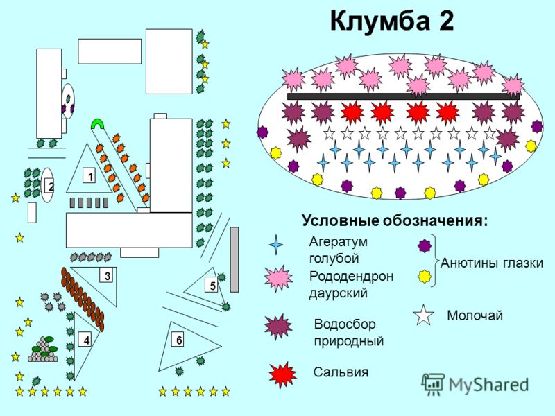 Цикламен уход, разведение, возможные трудности GreenHome Кислица оксалис - фото обыкновенной, клубненосной, фиолетовой