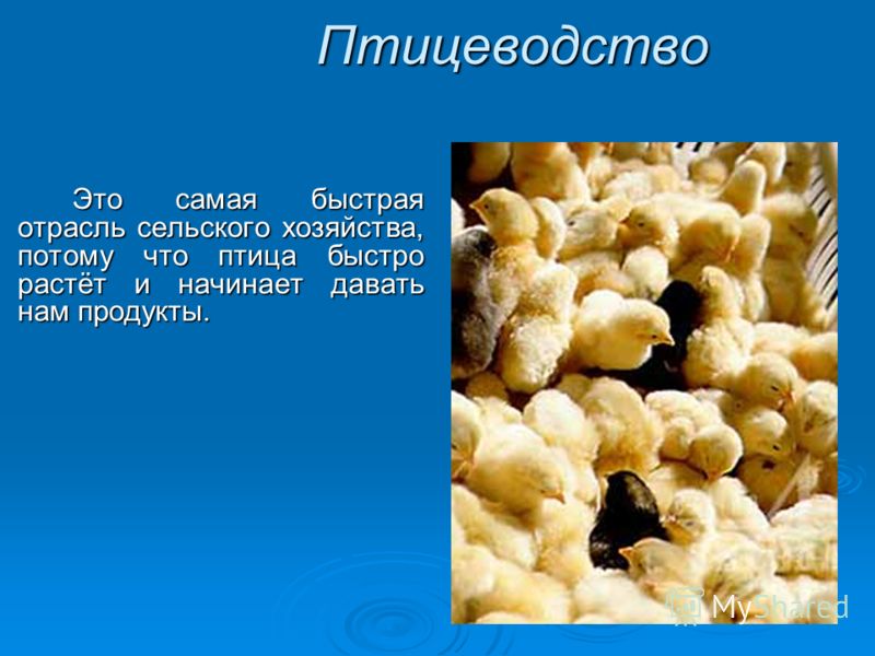лекарство от паразитов при беременности лекарство от паразитов при беременности