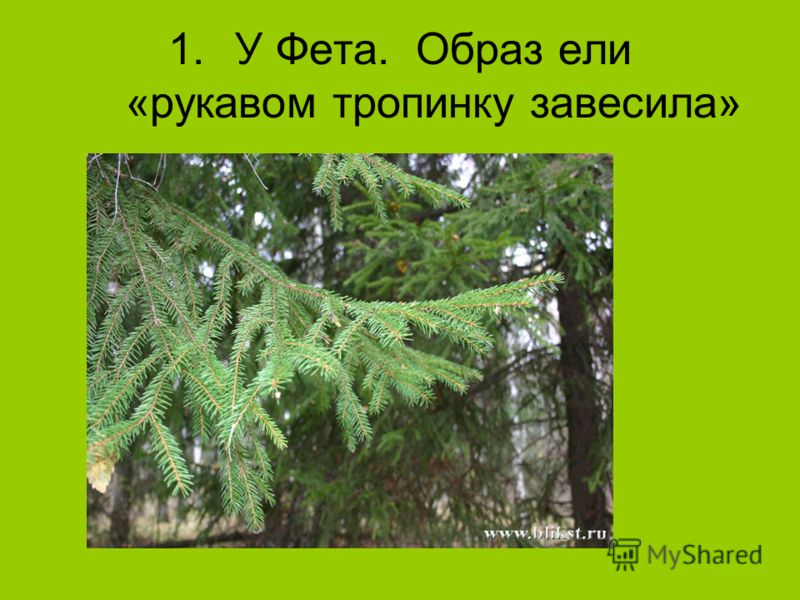 Стих фета если рукавом мне тропинку завесила Стих фета если рукавом мне тропинку завесила