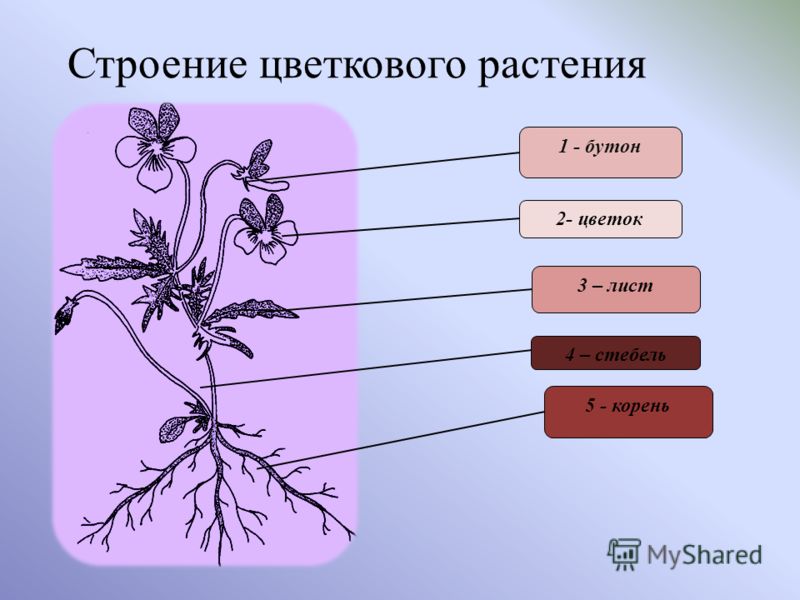 Как определить цветок по корню Как определить цветок по корню