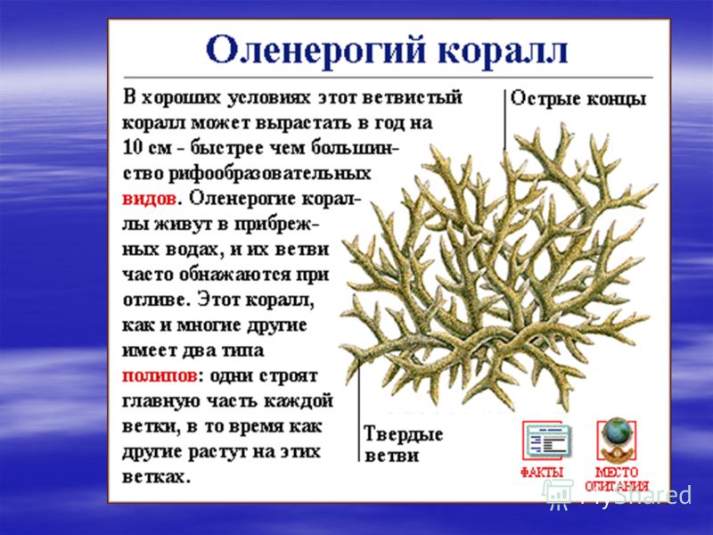 Кишечнополостные на какие группы делятся примеры особенности