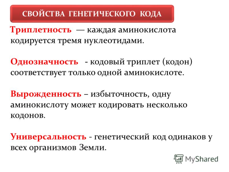 Презентация "Биосинтез белка"
