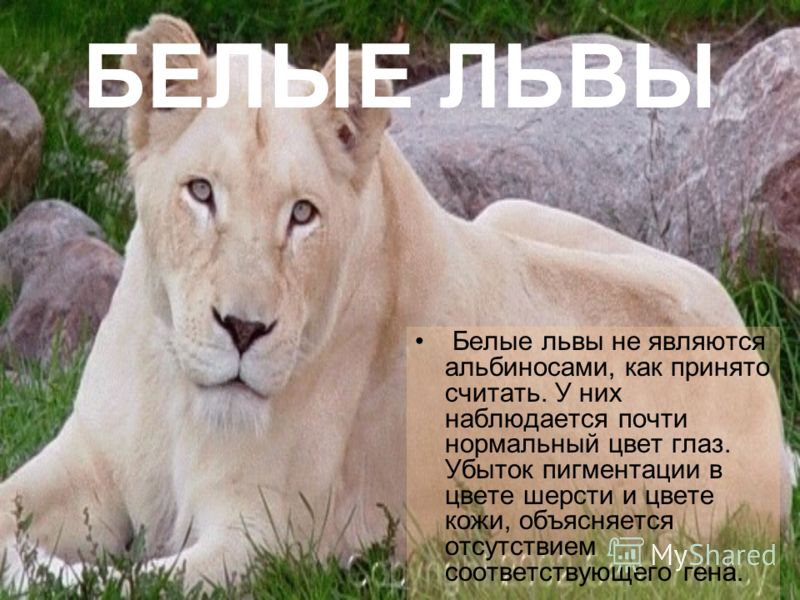 альбиносы львы фото онлайн альбиносы львы фото