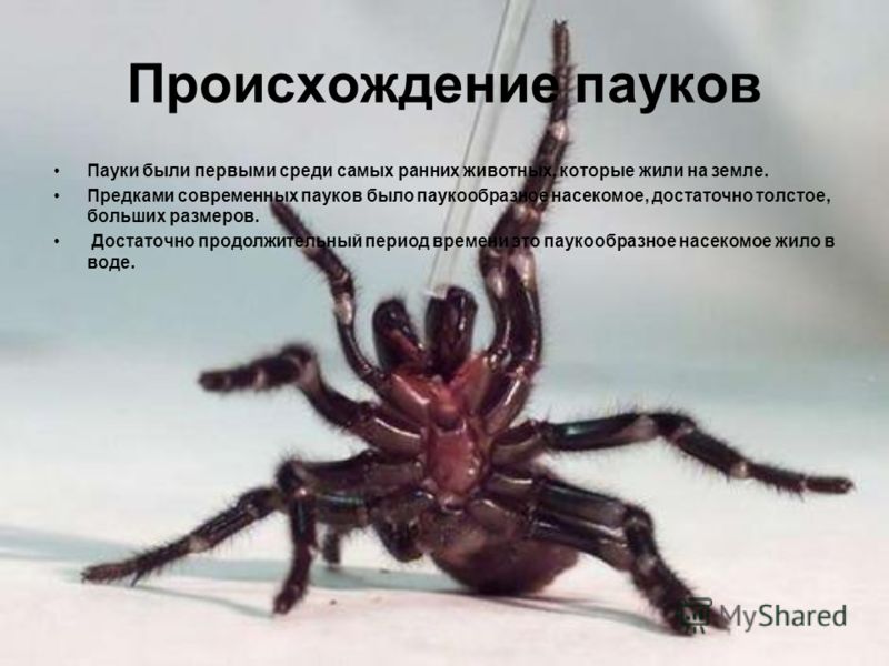 Доклад по биологии 7 класс про пауков
