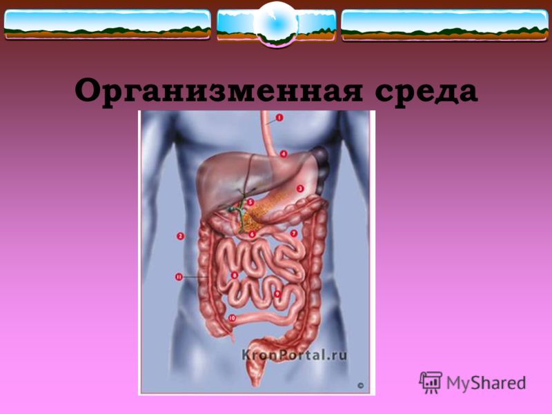 сред от паразитов сред от паразитов