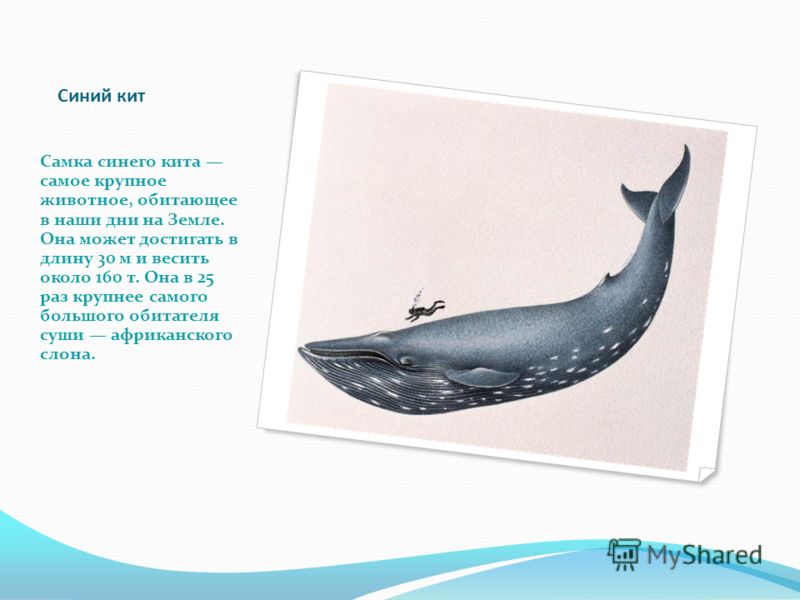 the blue whale essay Essay on the blue whale the blue whale balaenoptera musculus, or the blue whale, is the largest mammal in the world this enormous mammal can grow to be 110 feet long and weigh as much as 190 tons that's longer than two city buses and the total weight of 30 elephants this giant is powered by a heart the size of a taxi-cab. the blue whale essay Essay on the blue whale the blue whale balaenoptera musculus, or the blue whale, is the largest mammal in the world this enormous mammal can grow to be 110 feet long and weigh as much as 190 tons that's longer than two city buses and the total weight of 30 elephants this giant is powered by a heart the size of a taxi-cab.