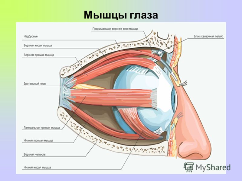 Мышцы глаза человека схема Мышцы глаза человека схема