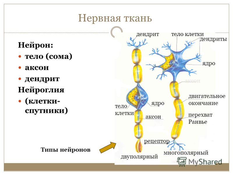 картинки нервная ткань онлайн картинки нервная ткань