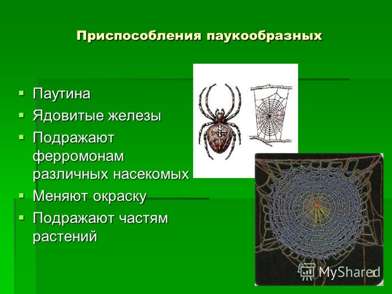 Класс паукообразные общая характеристика таблица Класс паукообразные презентация егэ