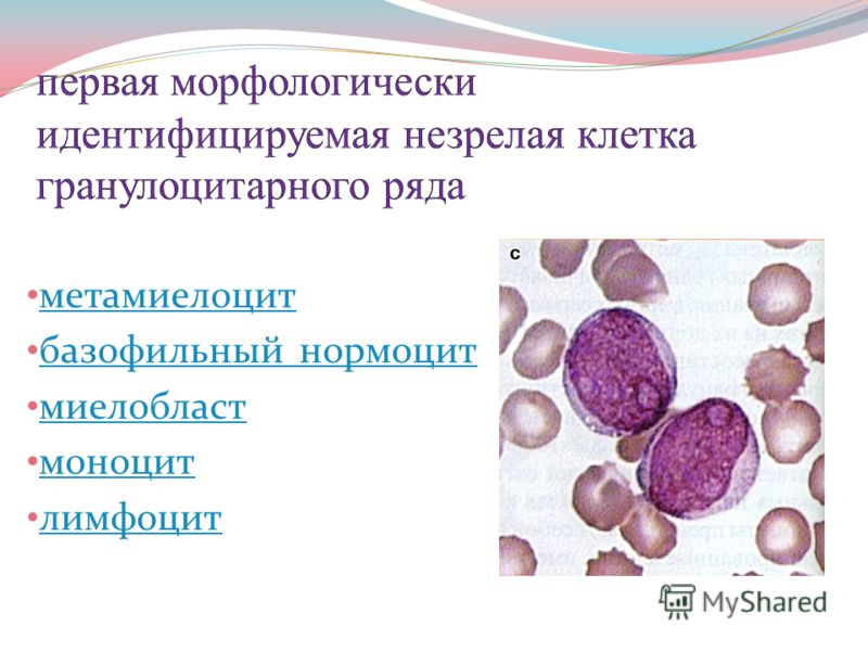 метамиелоцит базофильный нормоцит миелобласт моноцит лимфоцит