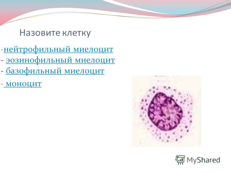 Назовите клетку - нейтрофильный миелоцит - эозинофильный миелоцит - базофильный миелоцит нейтрофильный миелоцитэозинофильный миелоцитбазофильный миелоцит - моноцит моноцит