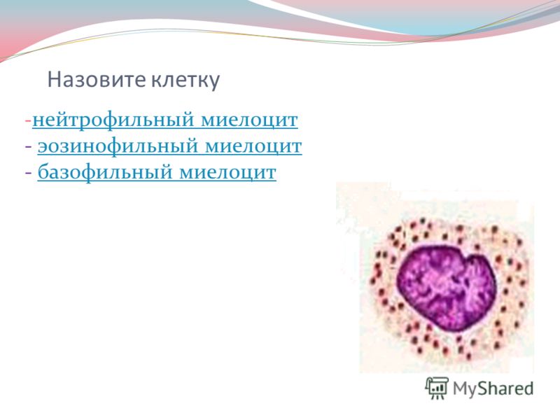 Назовите клетку - нейтрофильный миелоцит - эозинофильный миелоцит - базофильный миелоцит нейтрофильный миелоцитэозинофильный миелоцитбазофильный миелоцит