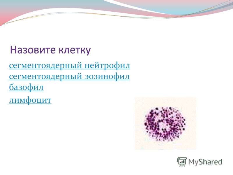 сегментоядерный нейтрофил сегментоядерный эозинофил базофил лимфоцит