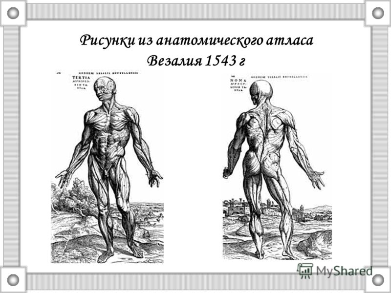 Рисунки из анатомического атласа Везалия 1543 г