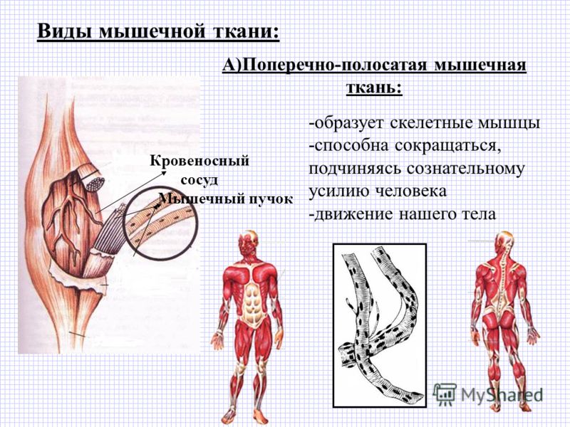 Мышечная ткань в рисунках человека Мышечная ткань в рисунках человека