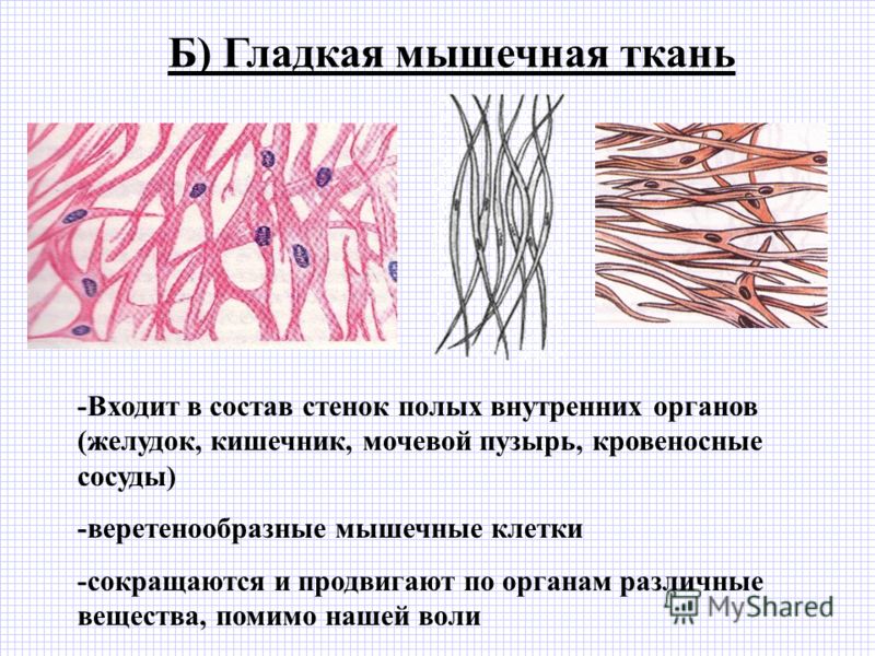 Галерея мышечная ткань гладкая картинка мышечная ткань гладкая картинка