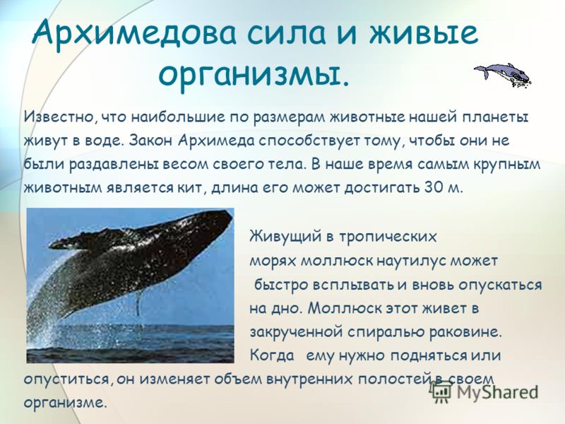 Архимедова сила и живые организмы. Известно, что наибольшие по размерам животные нашей планеты живут в воде. Закон Архимеда способствует тому, чтобы они не были раздавлены весом своего тела. В наше время самым крупным животным является кит, длина его