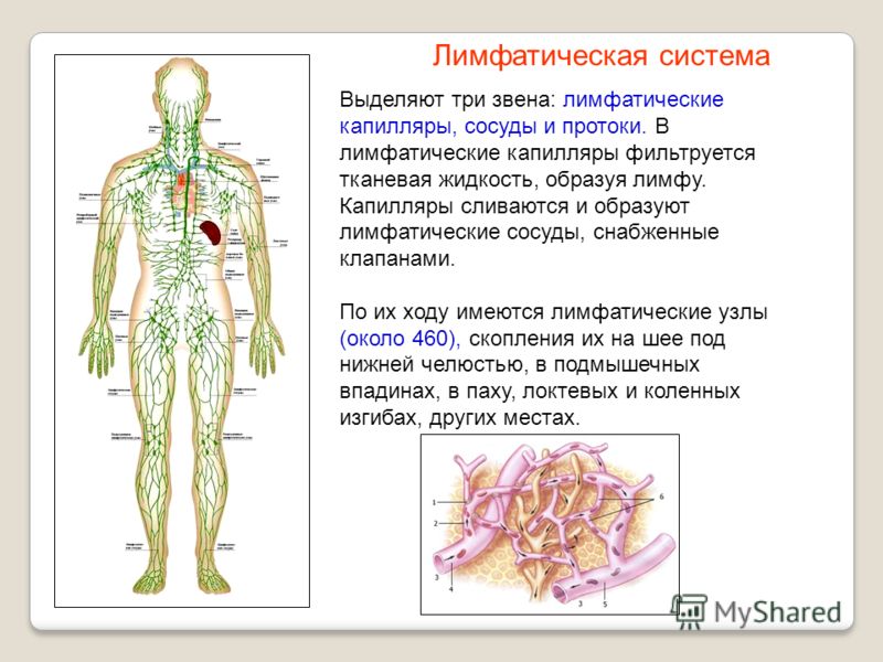 Схема лимфатических сосудов человека Схема лимфатических сосудов человека