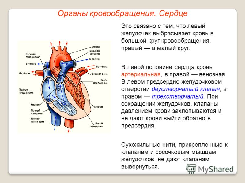 Как приготовить дома яйца бенедикт: пошаговые рецепты Заречье сегодня г. Заречный Пензенская область