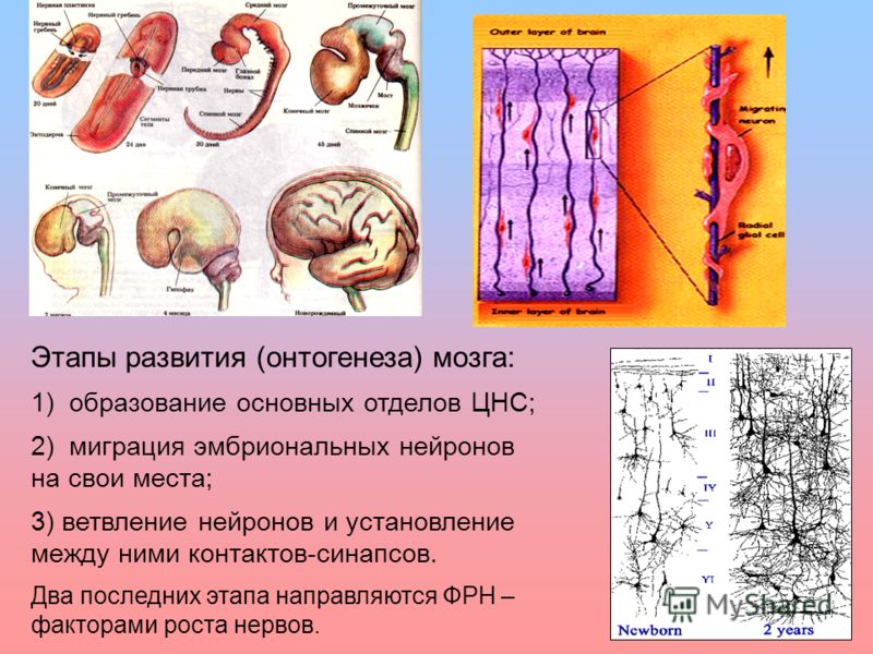 15 Этапы развития (онтогенеза) мозга: 1) образование основных отделов ЦНС; 2) миграция эмбриональных нейронов на свои места; 3) ветвление нейронов и установление между ними контактов-синапсов. Два последних этапа направляются ФРН – факторами роста не