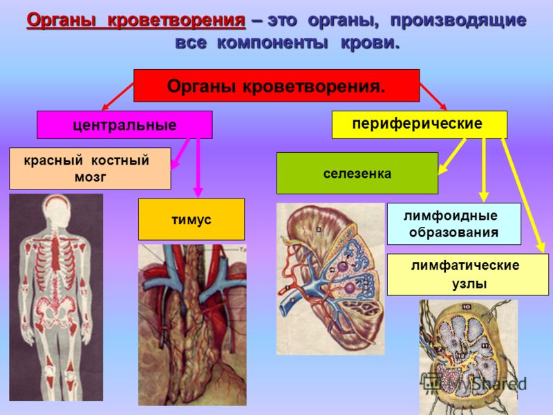 Органы кроветворения – это органы, производящие все компоненты крови. Органы кроветворения. центральные красный костный мозг периферические тимус селезенка лимфоидные образования лимфатические узлы