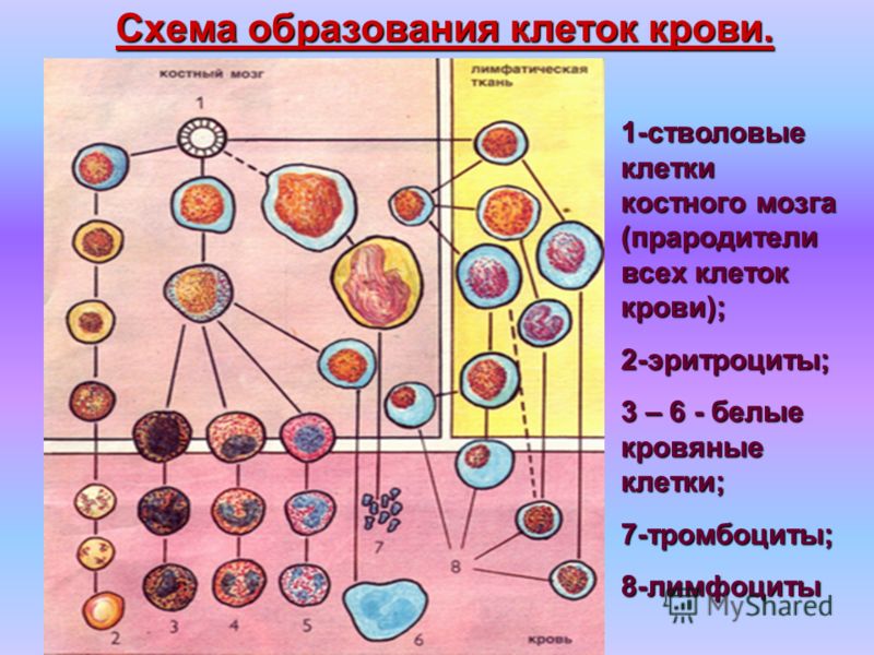 Схема образования клеток крови. 1-стволовые клетки костного мозга (прародители всех клеток крови); 2-эритроциты; 3 – 6 - белые кровяные клетки; 7-тромбоциты;8-лимфоциты