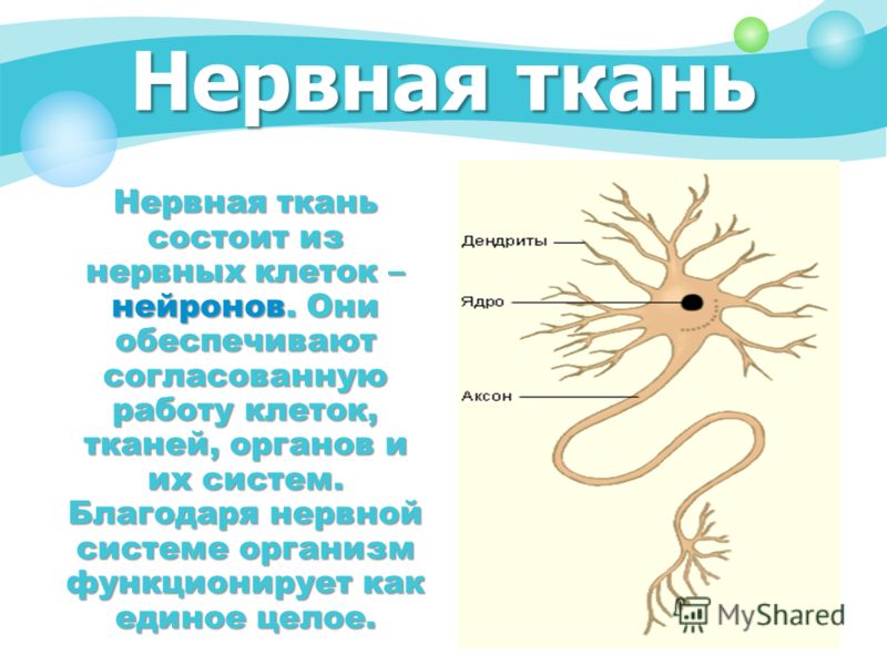 Нервная ткань Нервная ткань состоит из нервных клеток – нейронов. Они обеспечивают согласованную работу клеток, тканей, органов и их систем. Благодаря нервной системе организм функционирует как единое целое.