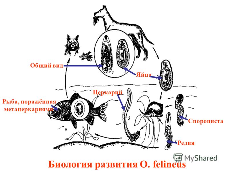Биология развития O. felineus Рыба, поражённая метацеркариями Общий вид Яйца Спороциста Редия Церкарий