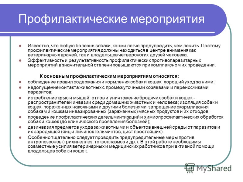 Дерматит у кошки как лечить в домашних условиях 99