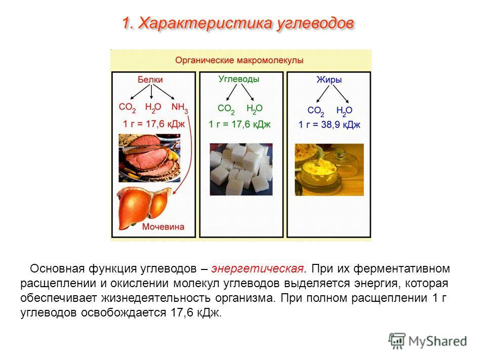 Почему образуются газы в организме Почему образуются газы в организме