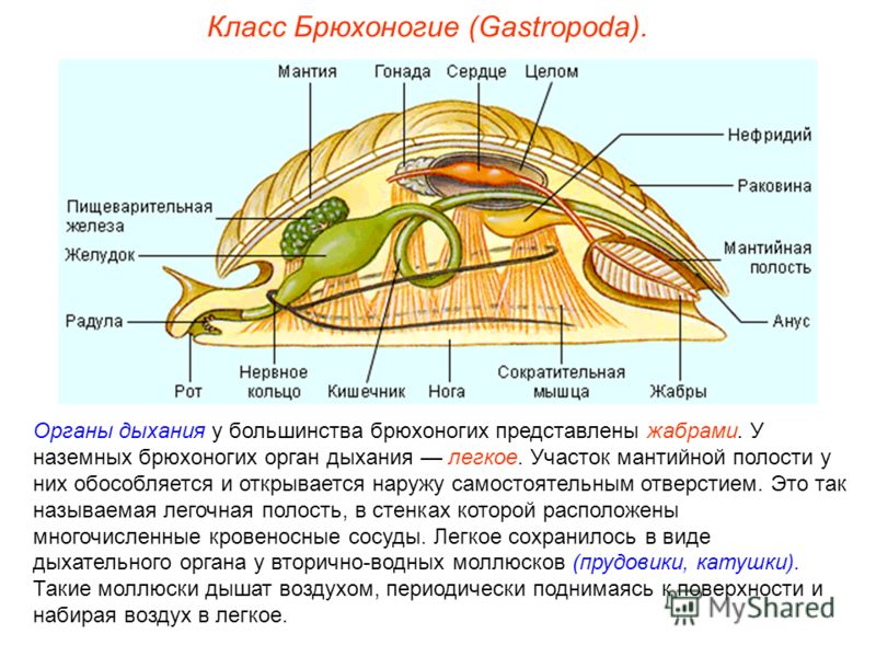 Класс Брюхоногие (Gastropoda). Органы дыхания у большинства брюхоногих представлены жабрами. У наземных брюхоногих орган дыхания легкое. Участок мантийной полости у них обособляется и открывается наружу самостоятельным отверстием. Это так называемая 