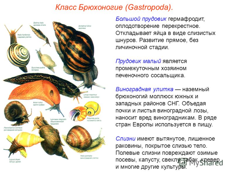 Класс Брюхоногие (Gastropoda). Большой прудовик гермафродит, оплодотворение перекрестное. Откладывает яйца в виде слизистых шнуров. Развитие прямое, без личиночной стадии. Прудовик малый является промежуточным хозяином печеночного сосальщика. Виногра